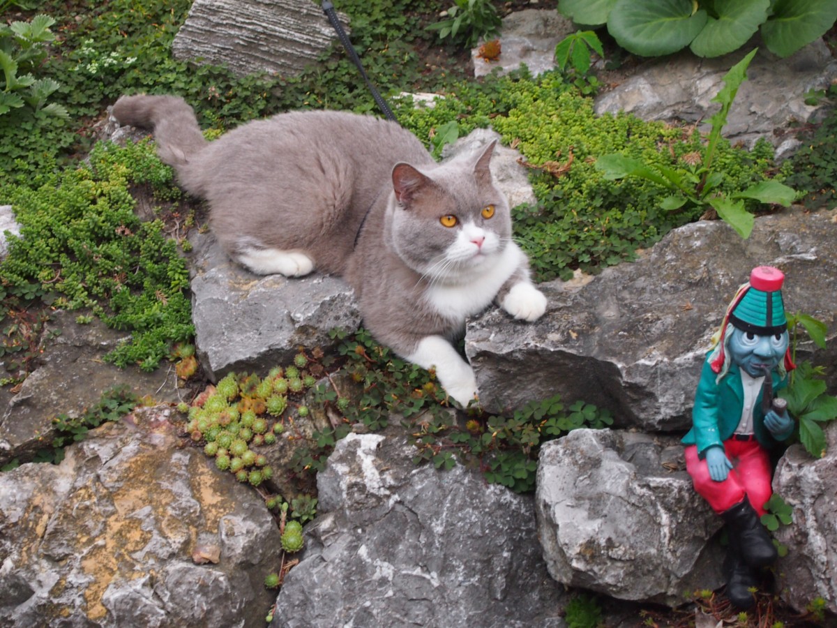 Meine Britische Kater Bert mit Wassermann Cesilko (Bubble Hairy Bears) am 1. 8. 2013. 18 Monate alt.