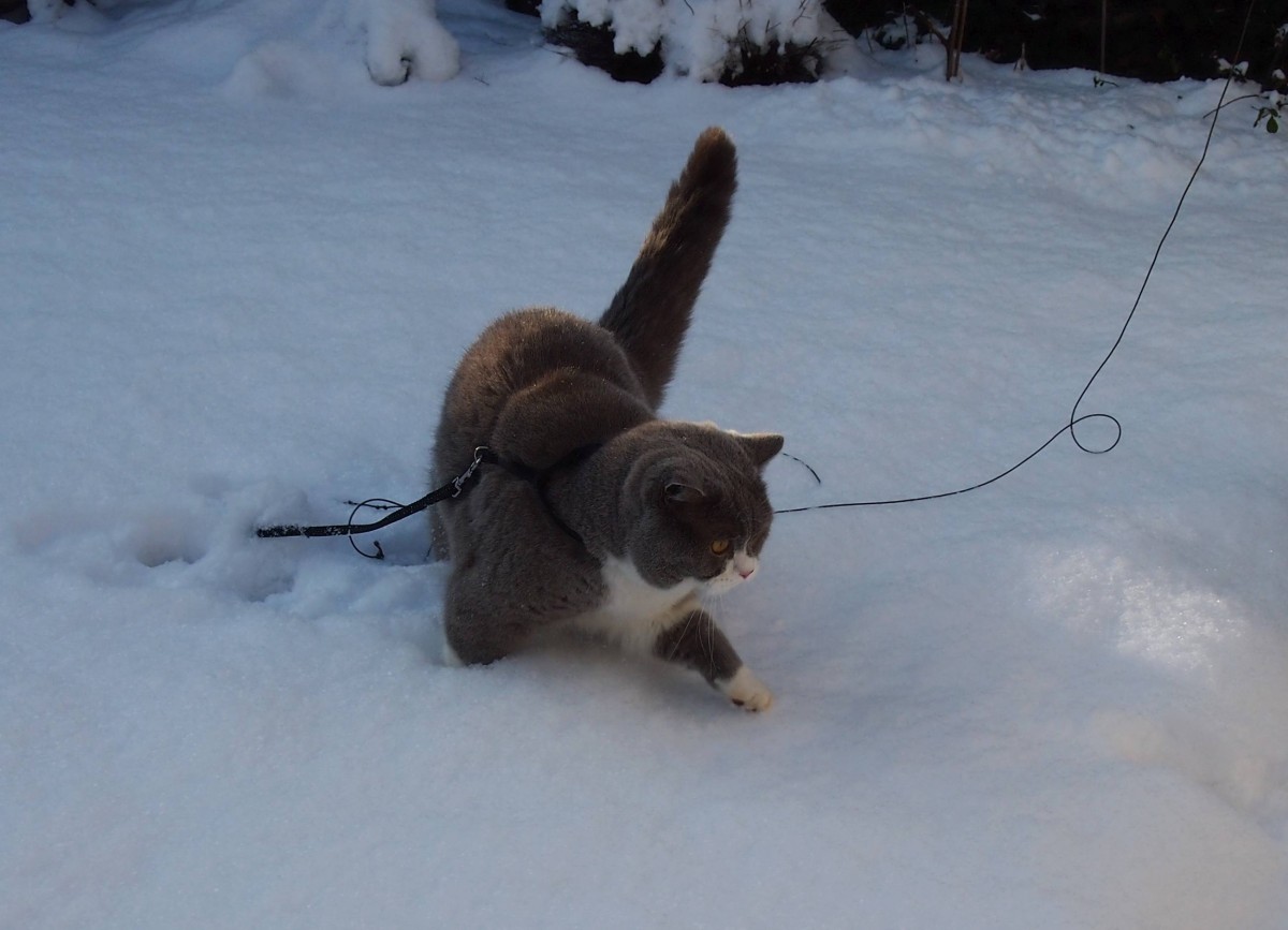 Meine Britische Kater Bert im Schnee(Bubble Hairy Bears) am 18. 1. 2016. 3 und 3/4 Jahre alt.