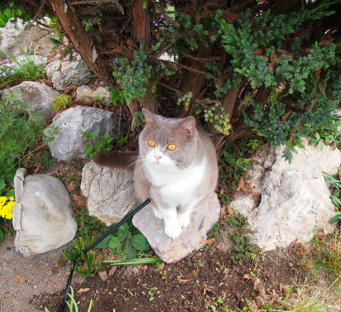 Meine Britische Kater Bert unter Thuja (Bubble Hairy Bears) am 27. 4. 2014. 26 Monate alt.