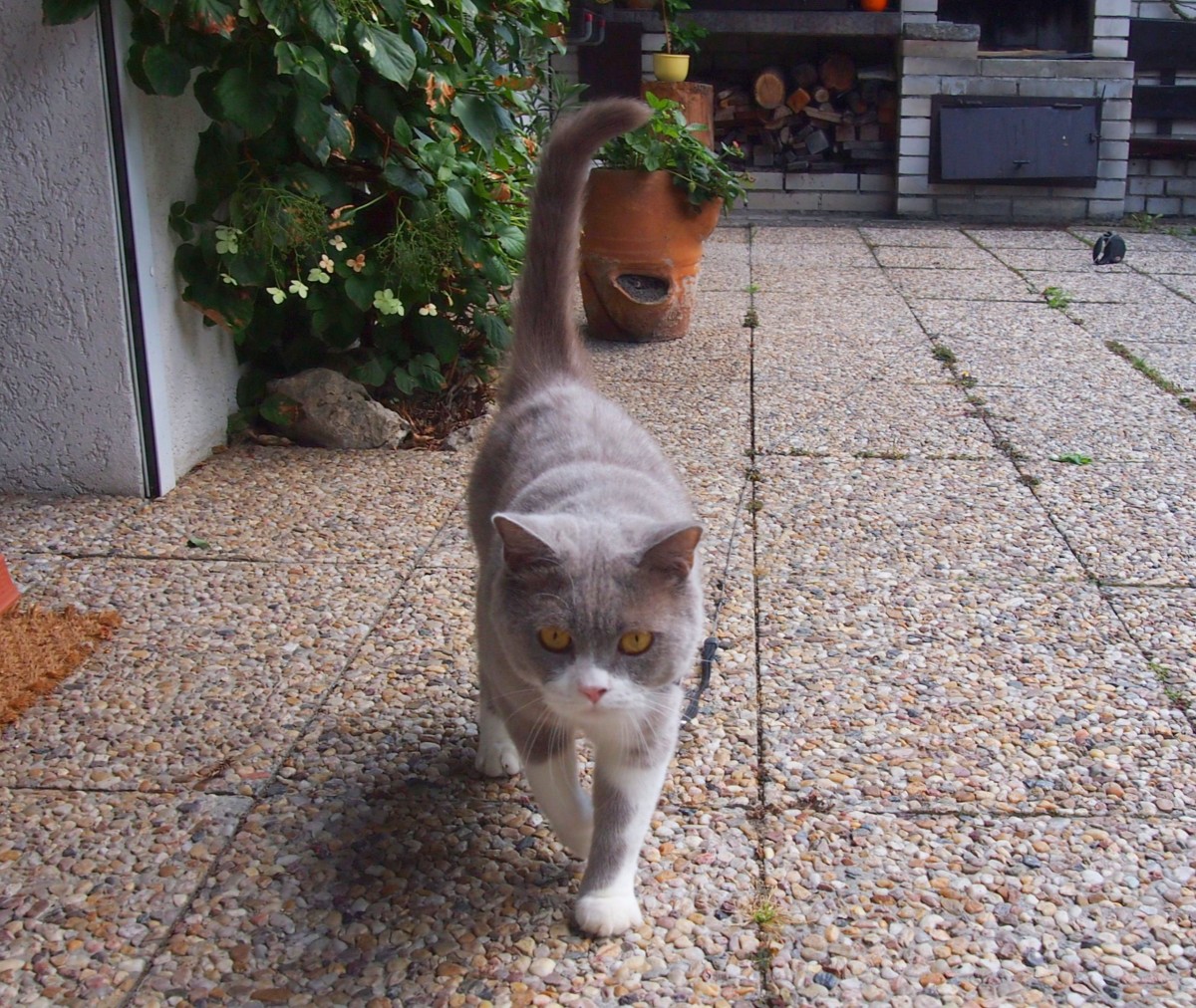 Meine Britische Kater Bert vor dem Haus(Bubble Hairy Bears) am 22. 8. 2015. 3 und 1/2 Jahre alt.