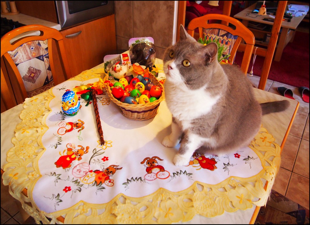 Meine Britische Kater Bert zu Ostern (Bubble Hairy Bears) am 4. 4. 2021. 9 Jahre alt.