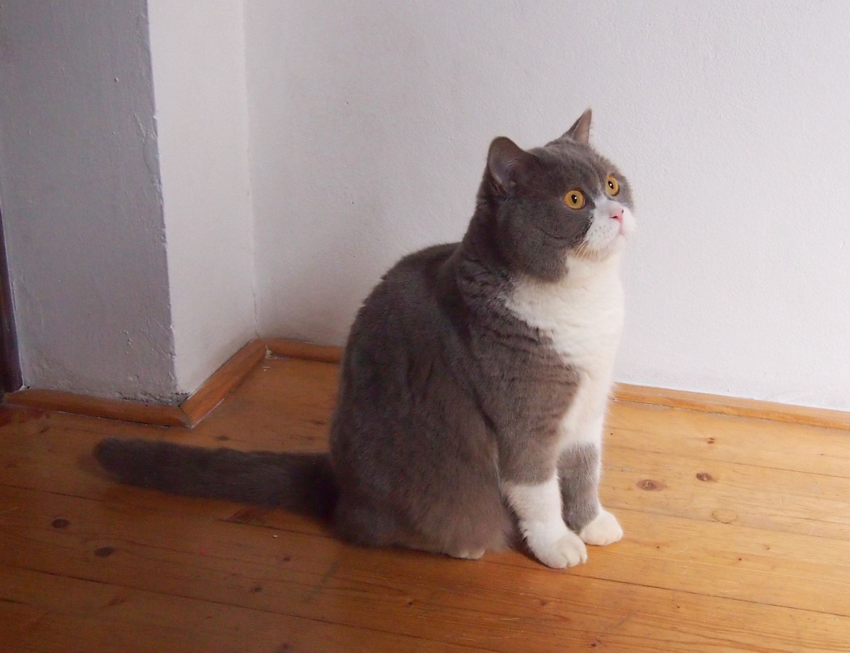 Meine Britische Kater Bert(Bubble Hairy Bears) am 30. 1. 2015. 35 Monate alt.