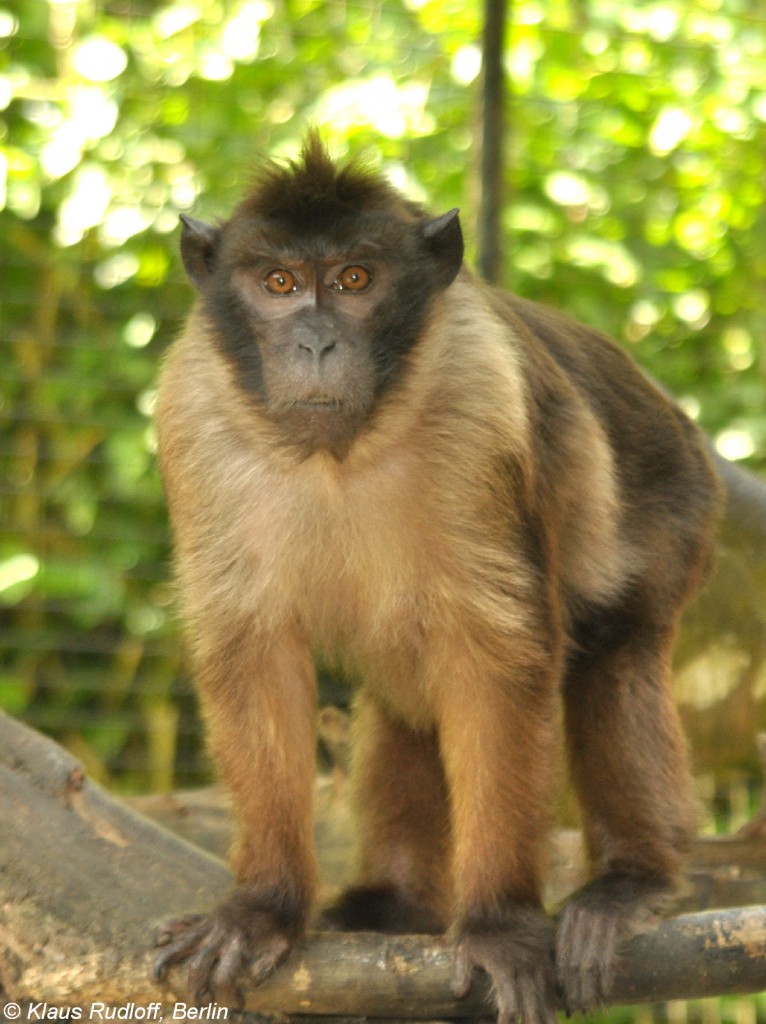 Mentawei-Makak (Macaca pagensis) in der Taman Safari Indonesia Bogor (November 2013).