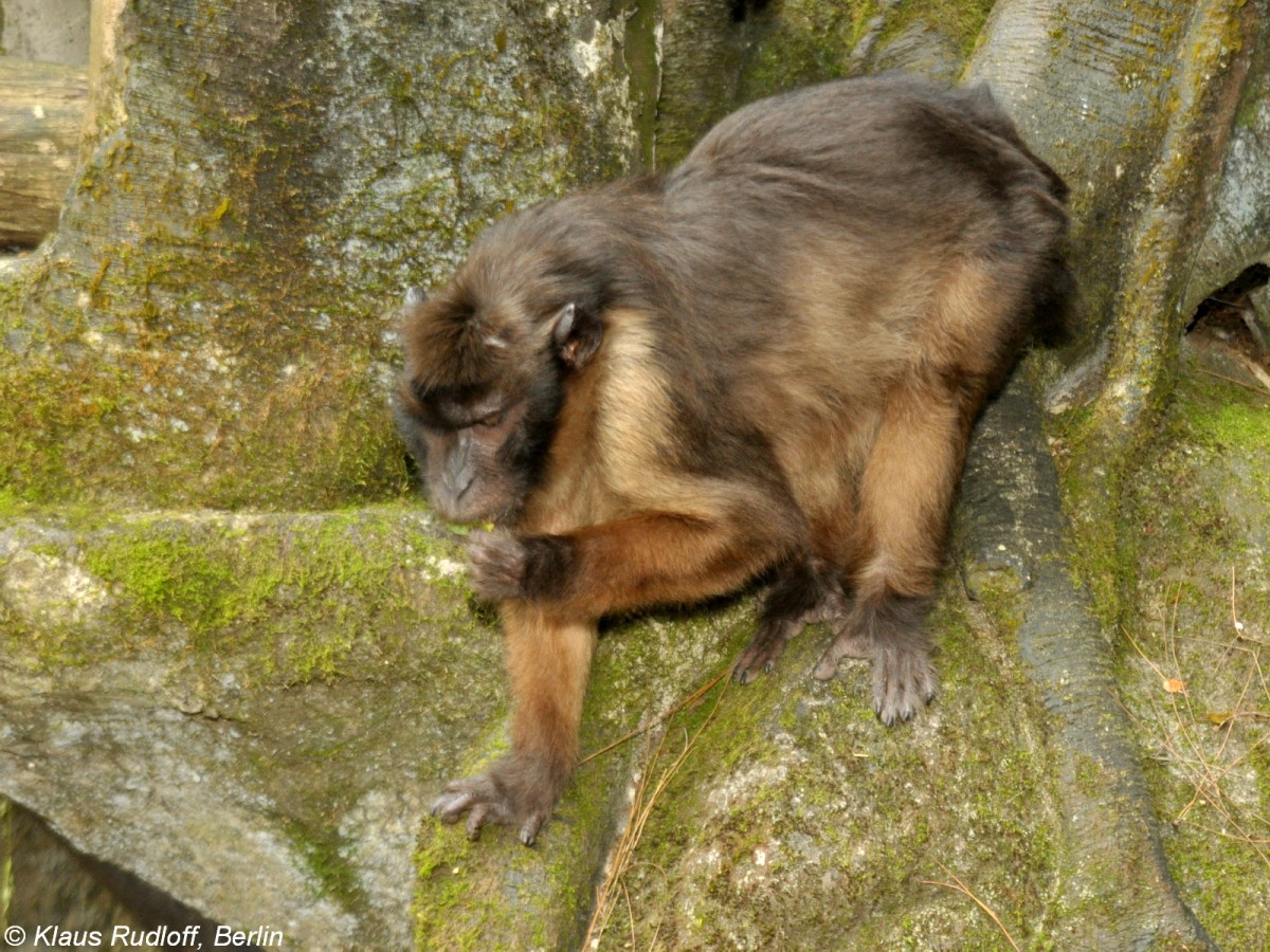 Mentawei-Makak-Mnnchen (Macaca pagensis) in der Taman Safari Indonesia Bogor (November 2013).