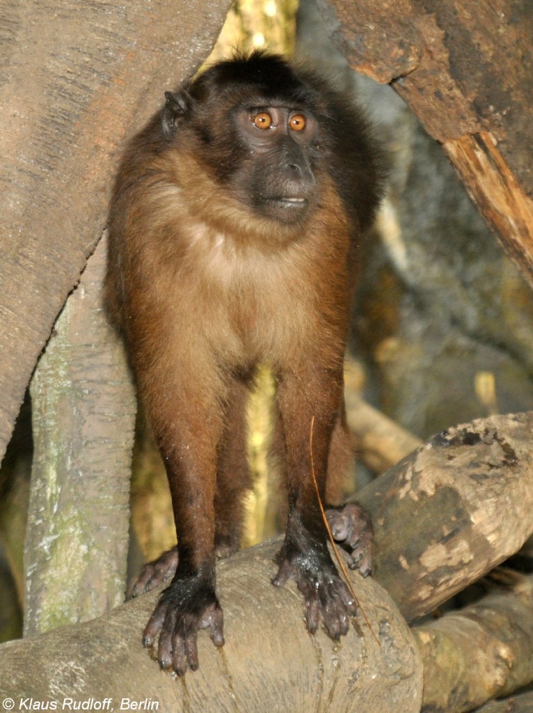 Mentawei-Makak-Weibchen (Macaca pagensis) in der Taman Safari Indonesia Bogor (November 2013).