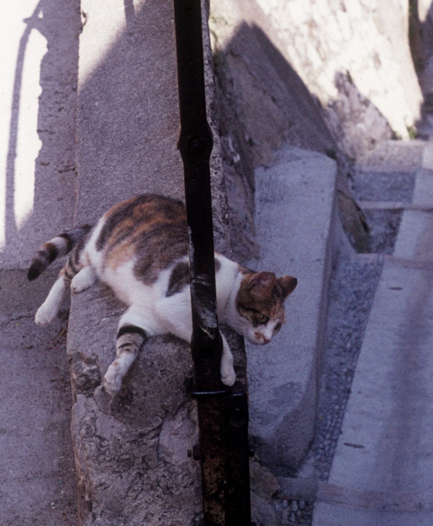 Menton, Cte d'Azur am 15. August 1974: Eine Katze hat eine schattige Stelle in der Altstadt gefunden.
