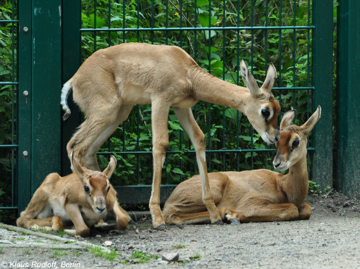 Mhorrgazelle (Nanger dama mhorr). Jungtiere im Tierpark Berlin.