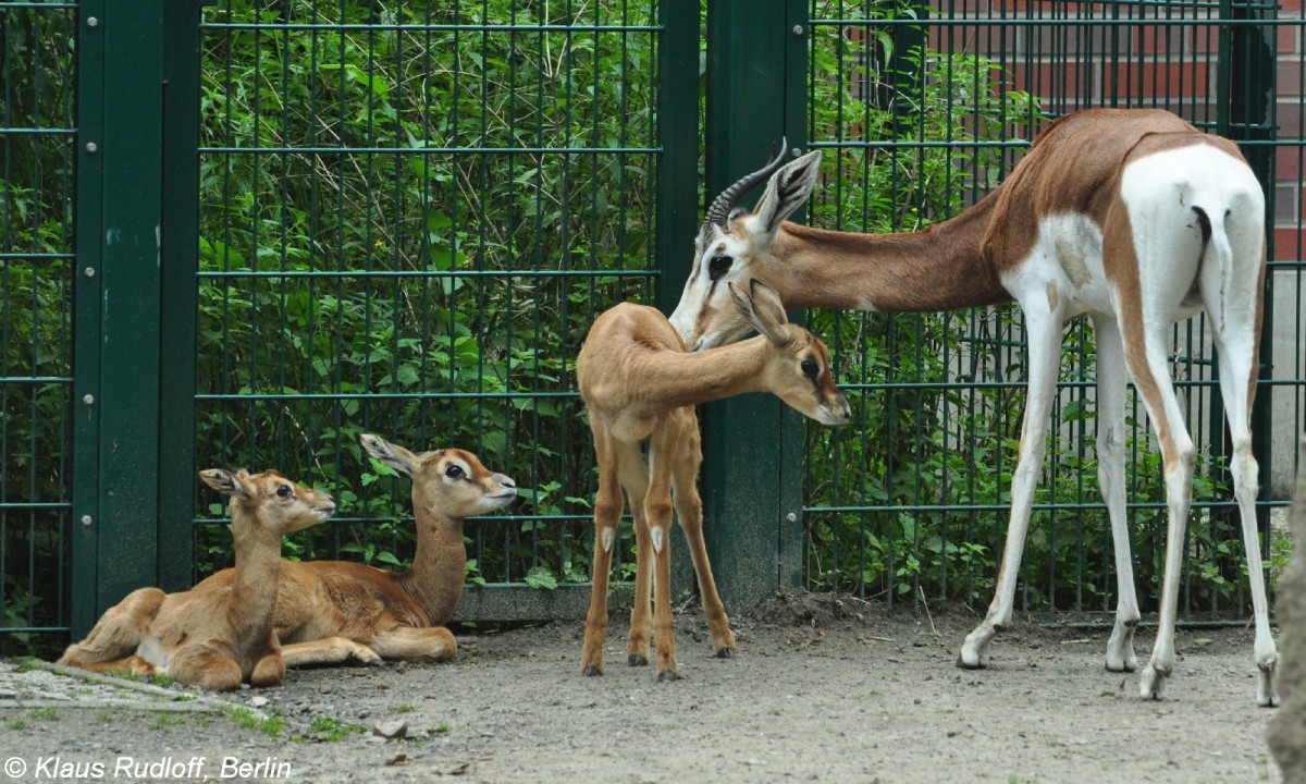 Mhorrgazelle (Nanger dama mhorr). Weibchen und Jungtiere im Tierpark Berlin.