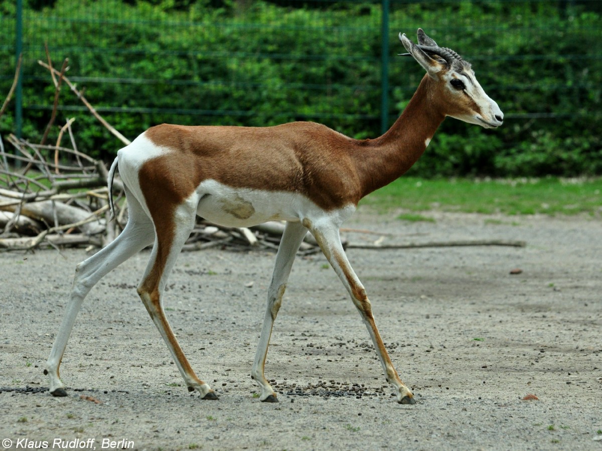 Mhorrgazelle (Nanger dama mhorr). Weibchen im Tierpark Berlin.