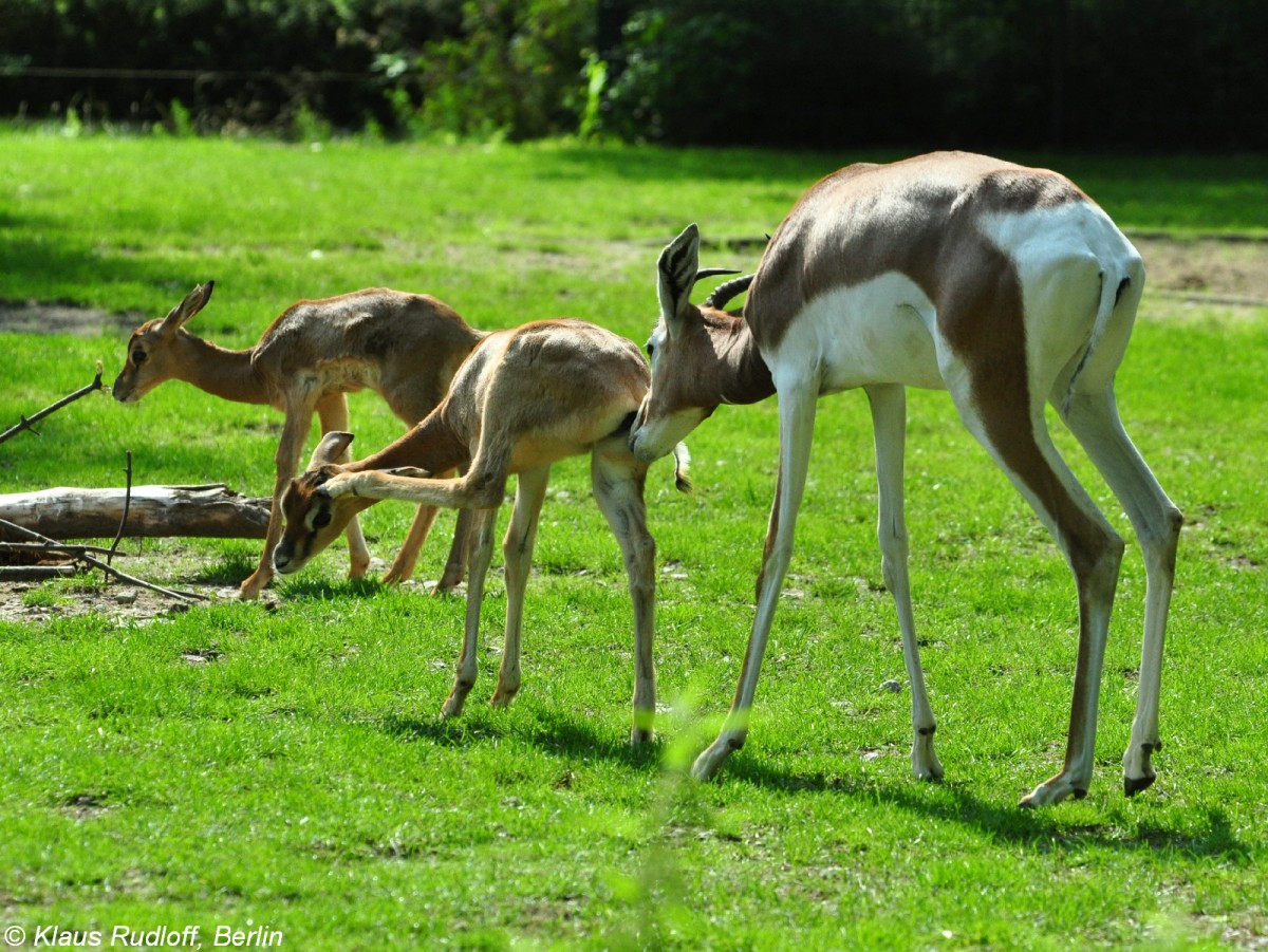 Mhorrgazelle (Nanger dama mhorr). Weibchen mit Jungtieren im Tierpark Berlin (Juli 2015).