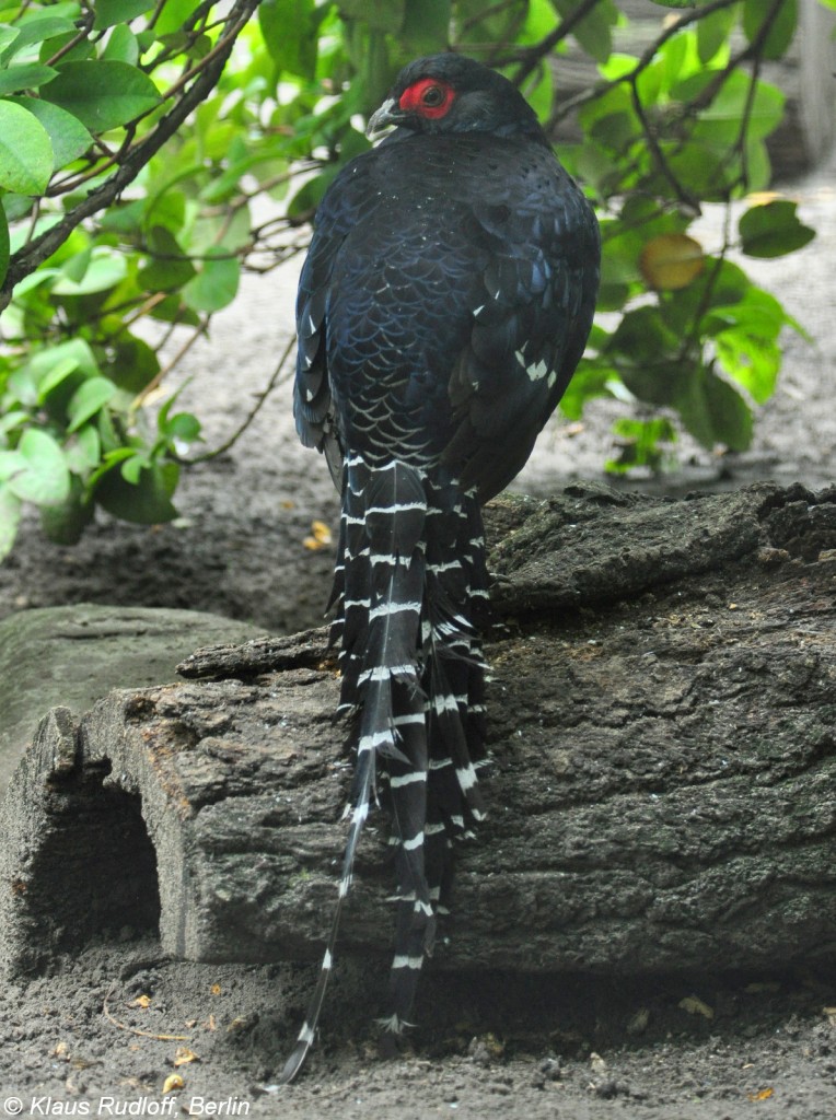 Mikadofasan (Syrmaticus mikado). Mnnchen im Tierpark Berlin (Juli 2015)