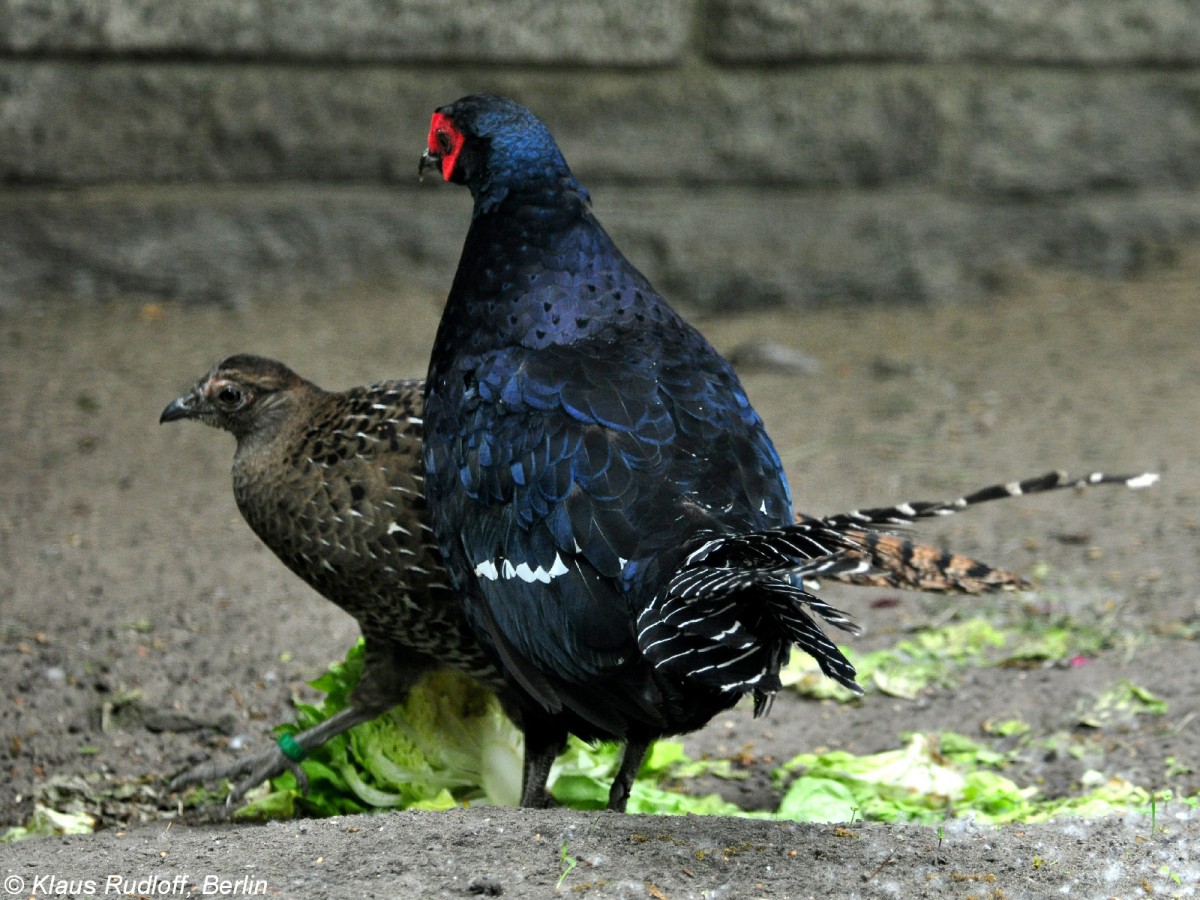 Mikadofasan (Syrmaticus mikado). Paar im Tierpark Berlin