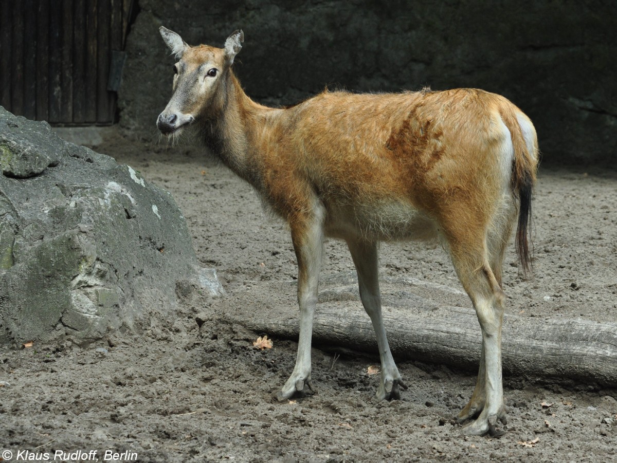 Milu oder Davidshirsch (Elaphurus davidianus). Weibchen im Zoo Berlin (Juli 2015).