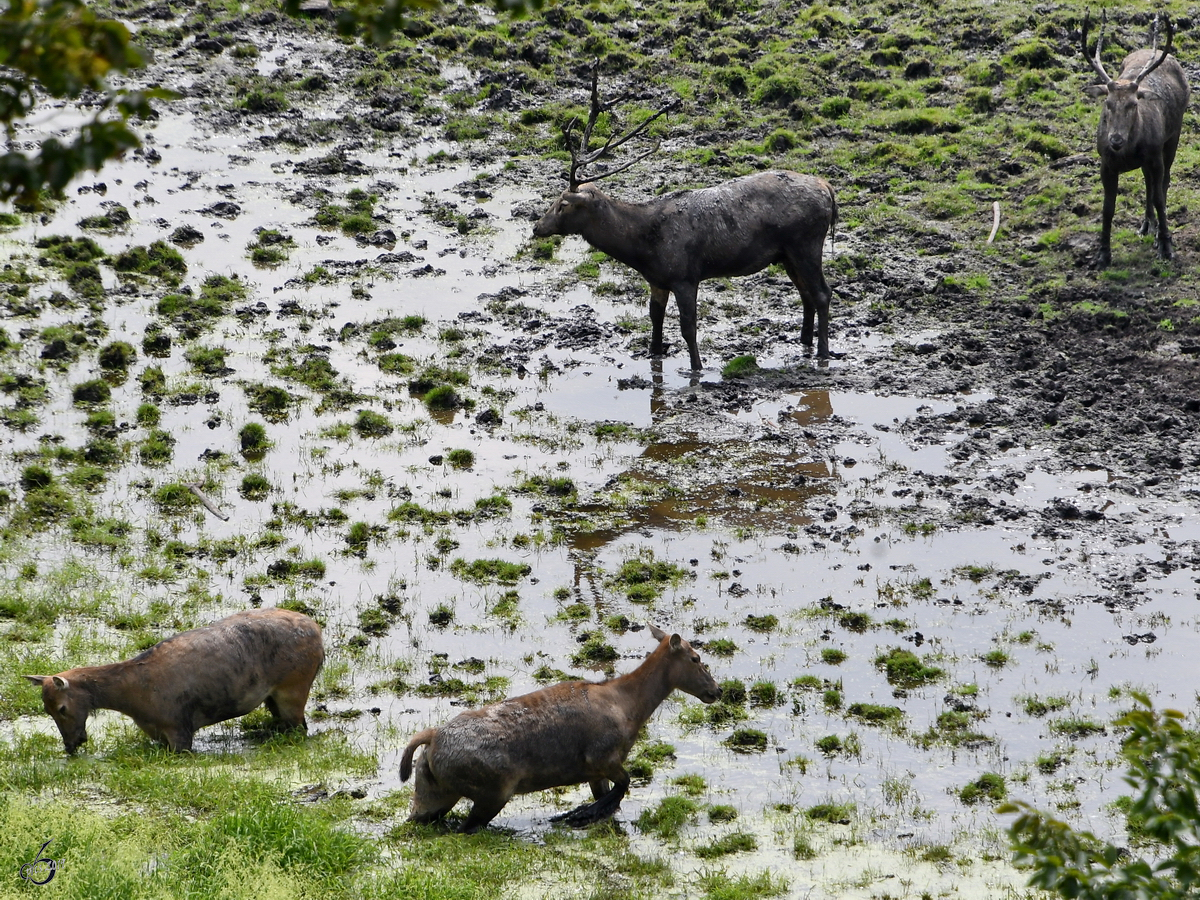 Milus Ende August 2019 im Wildpark Rosegg.