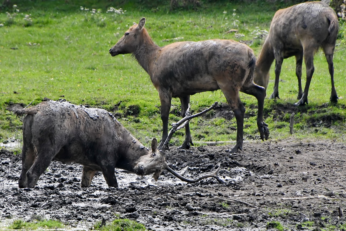 Milus genieen ihr Schlammbad. (Wildpark Rosegg, August 2019)