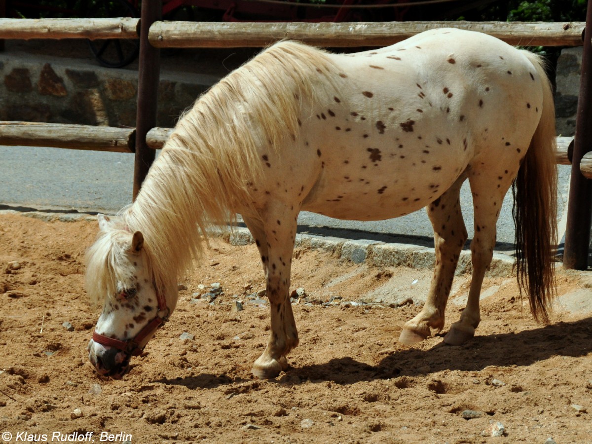 Miniappalosa (Equus ferus f. caballus) im Zoo und Botanischen Garten Pilsen (Plzen, Juni 2015).