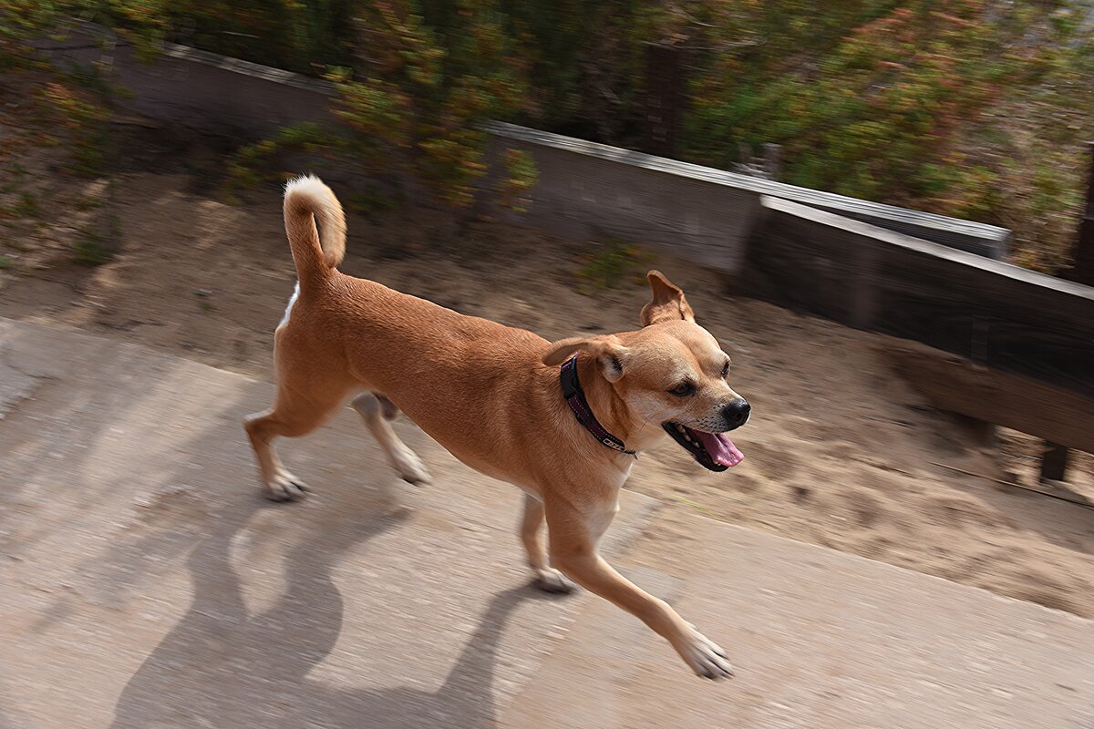 mir unbekannte Hundeart bei der Begleitung der Inselbahn auf der Ilha de Tavira (SANTA LUZIA, Distrikt Faro/Portugal, 01.03.2022)