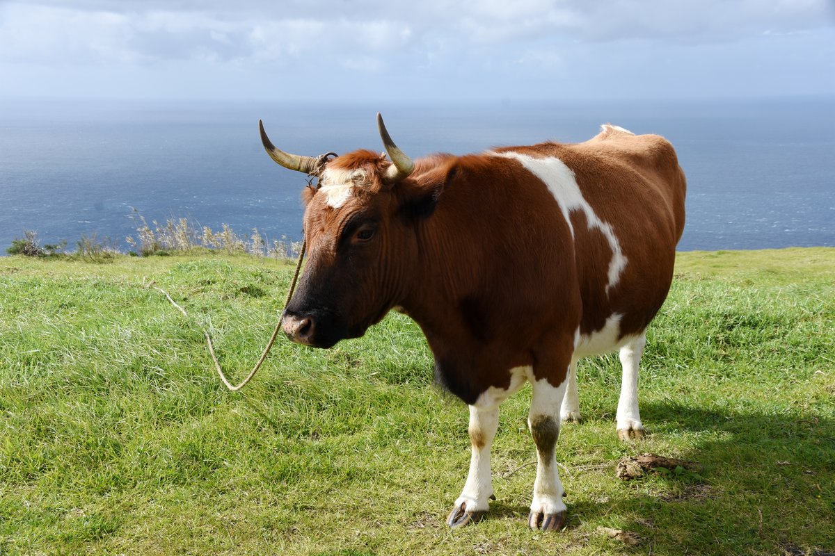 mir unbekannte Rinderart (PONTA DO PARGO, Madeira/Portugal, 05.02.2018)