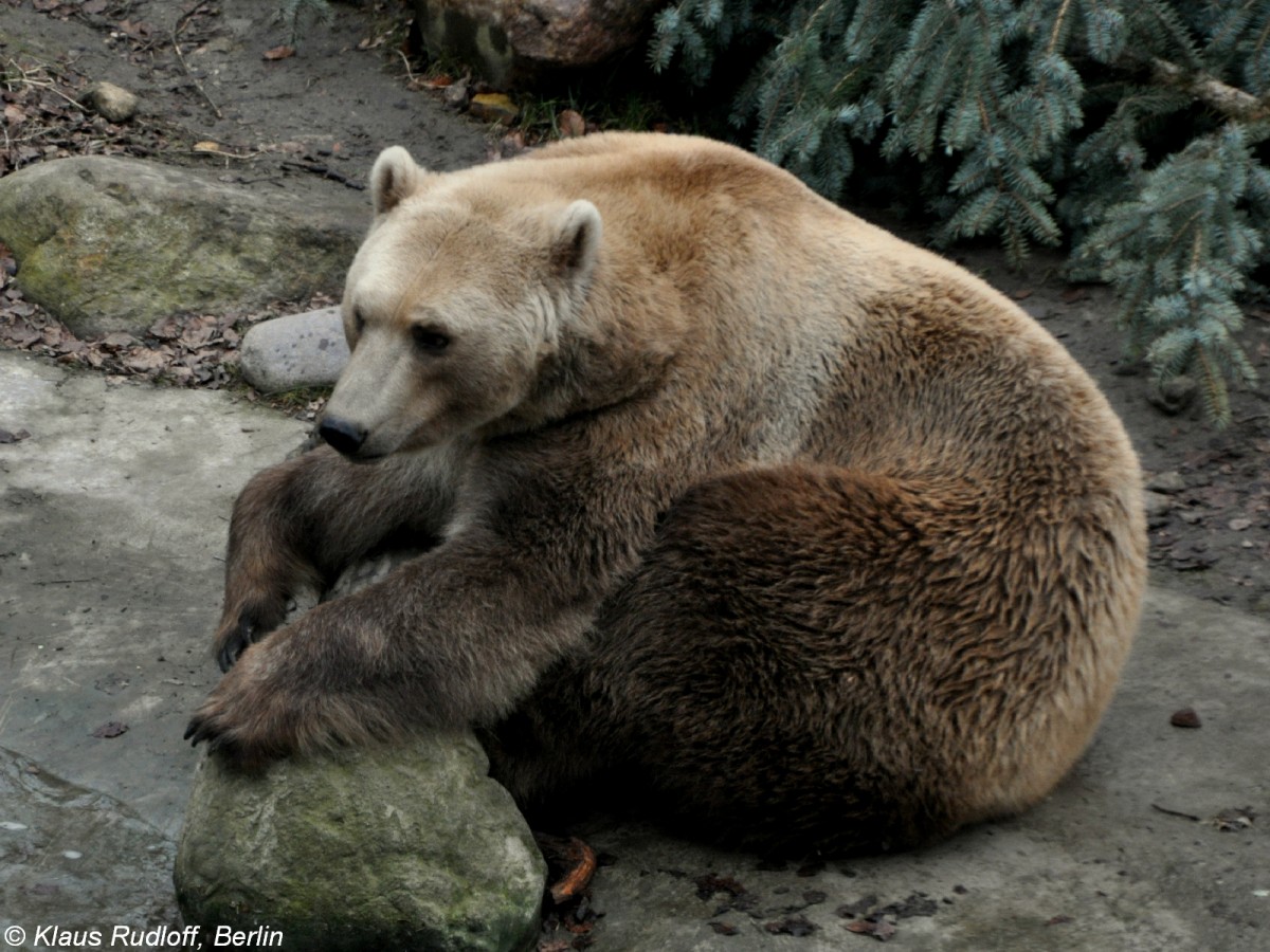 Mischling Braunbär x Eisbär (Ursus arctos x Ursus maritimus) im Zoo Osnabrück (2012). 
