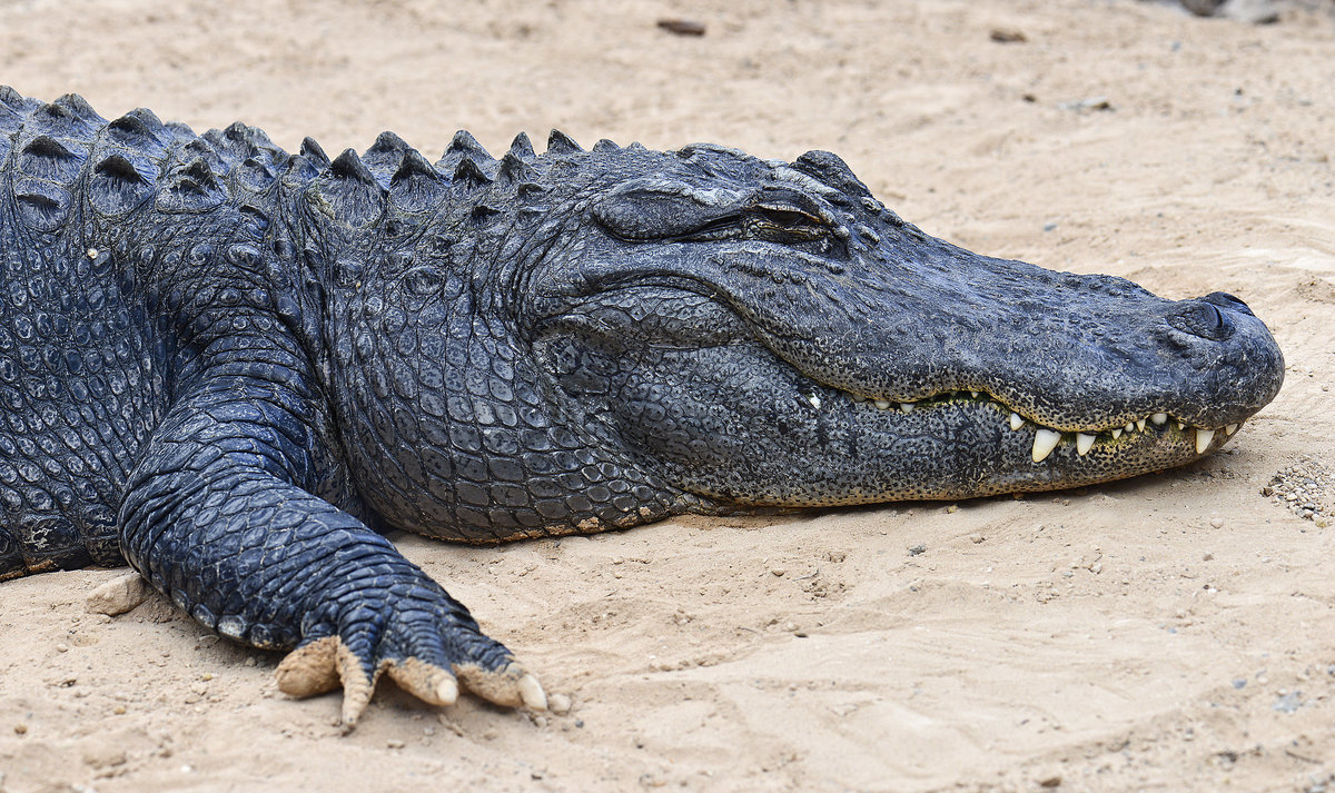 Mississippi-Alligator (Alligator mississippiensis), auch Hechtalligator genannt. Der Mississippi-Alligator wird bis zu sechs Meter lang, weist jedoch meist nur eine Lnge von dreieinhalb bis vier Meter auf. Die Schnauze der Tiere ist breit, flach und vorn stumpf abgerundet. Die Frbung ist dunkel, fast schwarz, die Jungtiere haben gelbliche Querbnder. Die Bauchseite ist dunkel, kann aber auch hell sein. Aufnahme: 20. Oktober 2017.