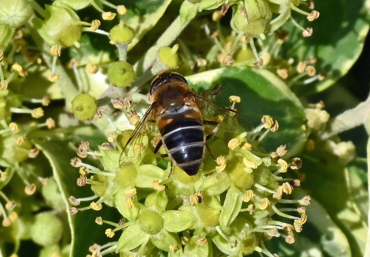 Mistbiene im Garten - 07.10.2021