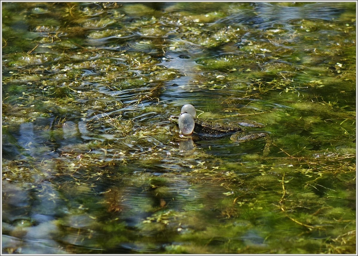 Mit dicken Backen macht der kleine Wasserfrosch auf sich aufmerksam.
(05.05.2018)