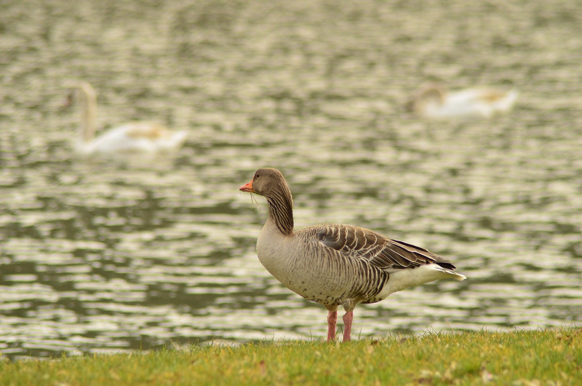 Mit schehmenhaft erkennbaren Schwnen im Hintergrund auf dem Neckar, zeigt sich diese Gans dem Fotografen im Seitenprofiel. 15.3.2015