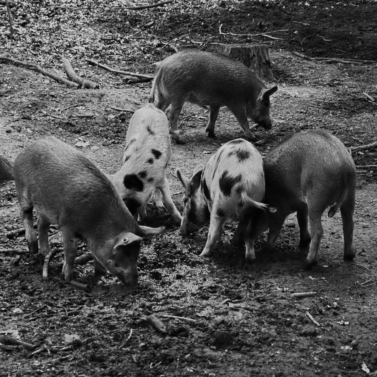 Mitte August 2021 waren einige Turopolje-Ferkel im Park  Ivenacker Eichen  zu sehen.