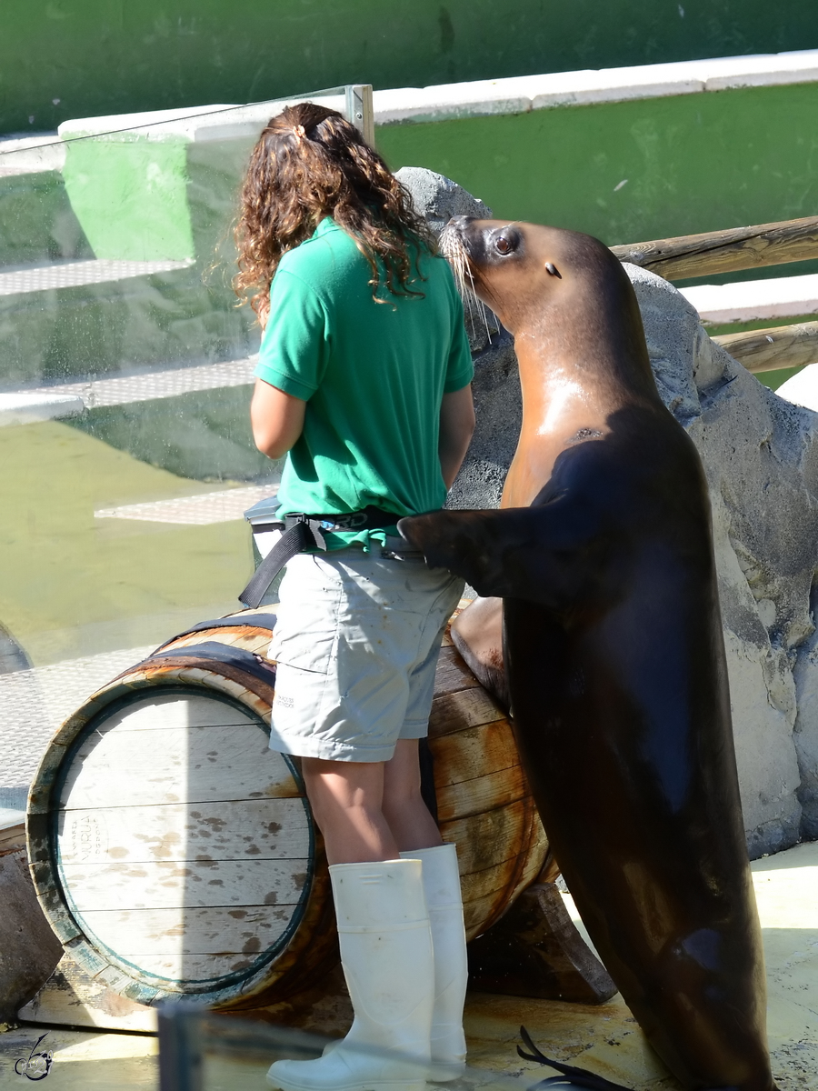 Mitte Dezember 2010 war dieser  aufdringliche  Seelöwe im Zoo Madrid zu sehen.