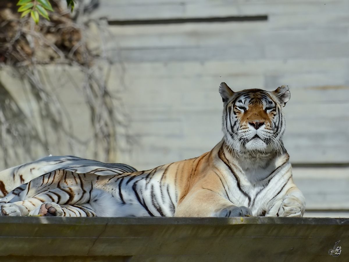Mitte Dezember 2010 war dieser entspannte Tiger im Zoo Madrid zu sehen.
