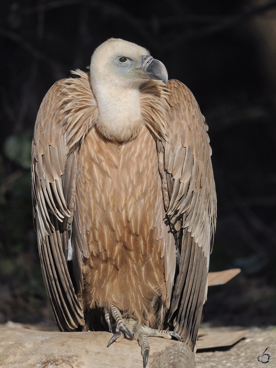 Mitte Dezember 2010 war dieser Gnsegeier im Zoo Madrid zu sehen.