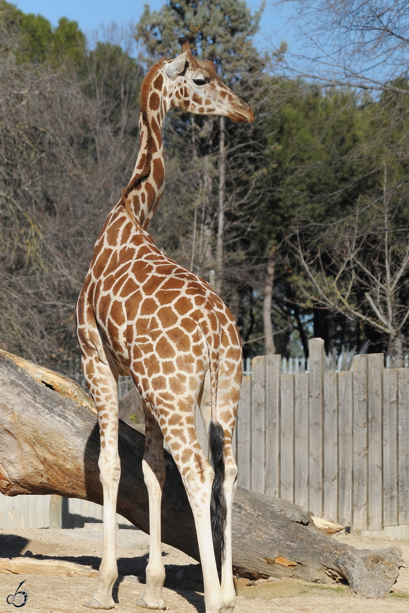 Mitte Dezember 2010 war diese Giraffe im Zoo Madrid zu sehen.