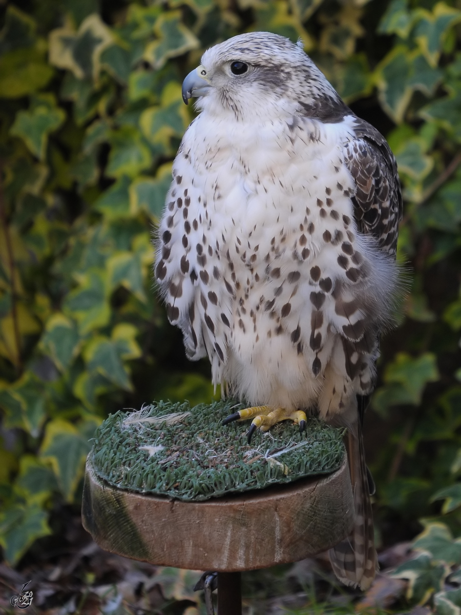 Mitte Dezember 2010 war dieser kleine Gerfalke im Zoo Madrid zu sehen.