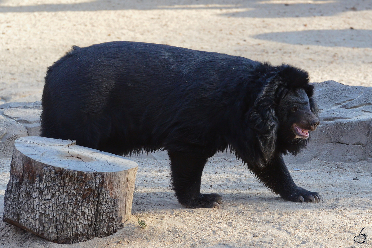 Mitte Dezember 2010 war dieser Kragenbr im Zoo Madrid zu sehen.