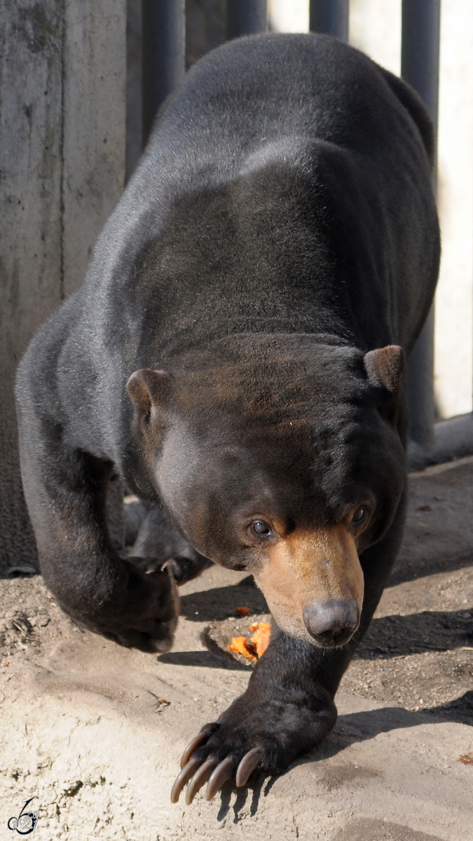 Mitte Dezember 2010 war dieser Malaienbr im Zoo Madrid zu sehen.