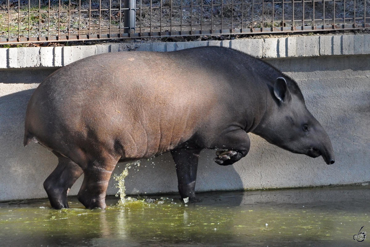 Mitte Dezember 2010 war dieser Tapir im Zoo Madrid zu sehen.