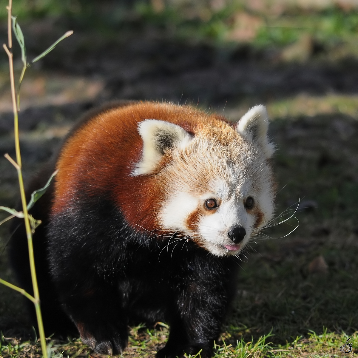 Mitte Dezember 2010 war im Zoo Madrid dieser Kleine Panda zu sehen.
