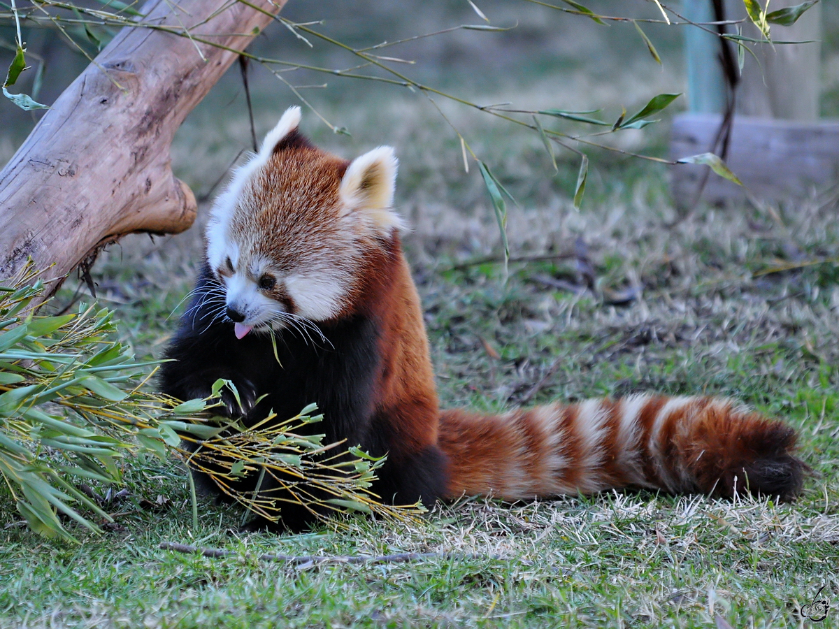 Mitte Dezember 2010 war im Zoo Madrid dieser Kleine Panda zu sehen.