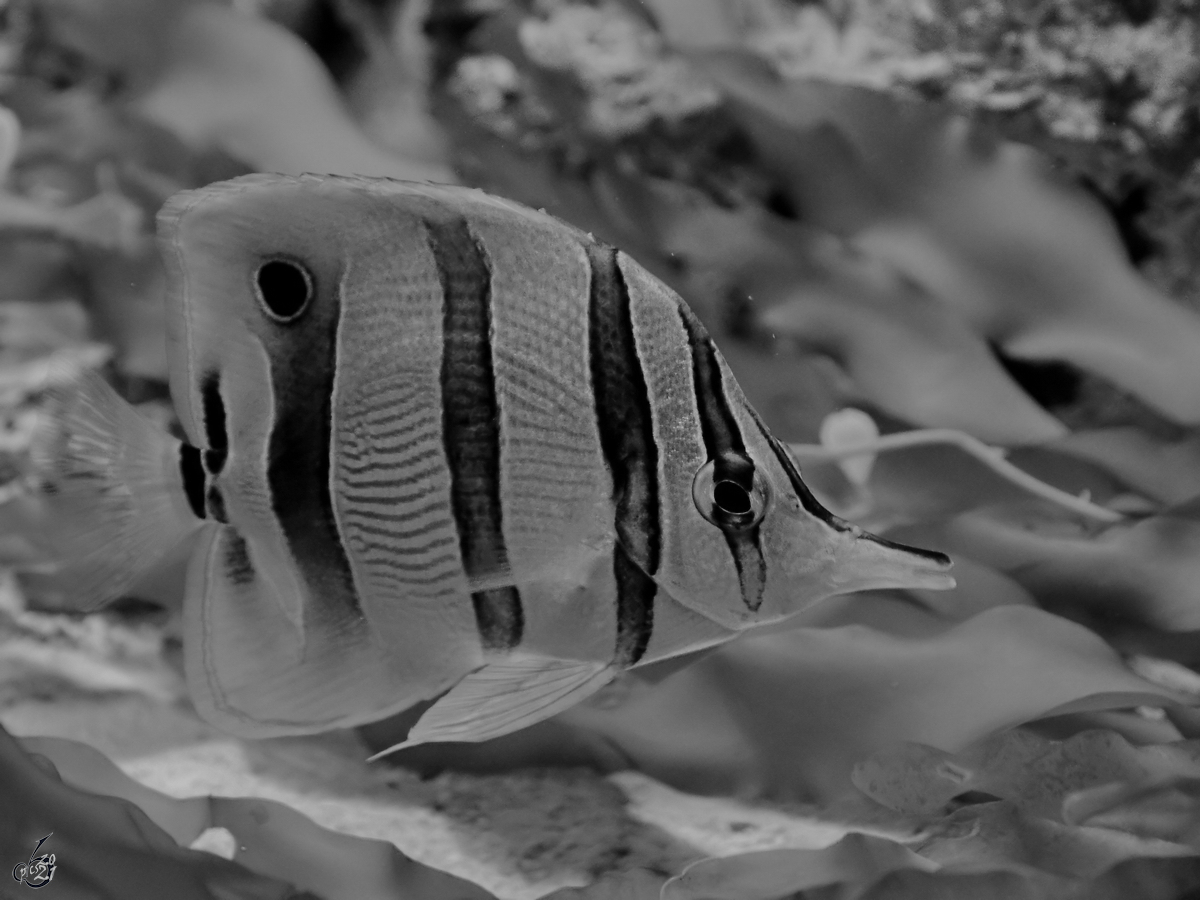 Mitte Dezember 2010 war im Zoo Madrid dieser Kupferstreifen-Pinzettfisch zu sehen.