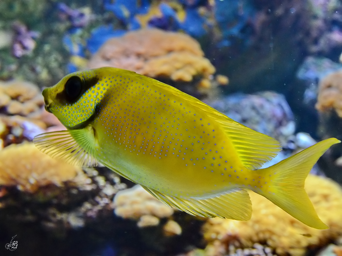 Mitte Dezember 2010 war im Zoo Madrid dieser Indonesische Korallenkaninchenfisch zu sehen.