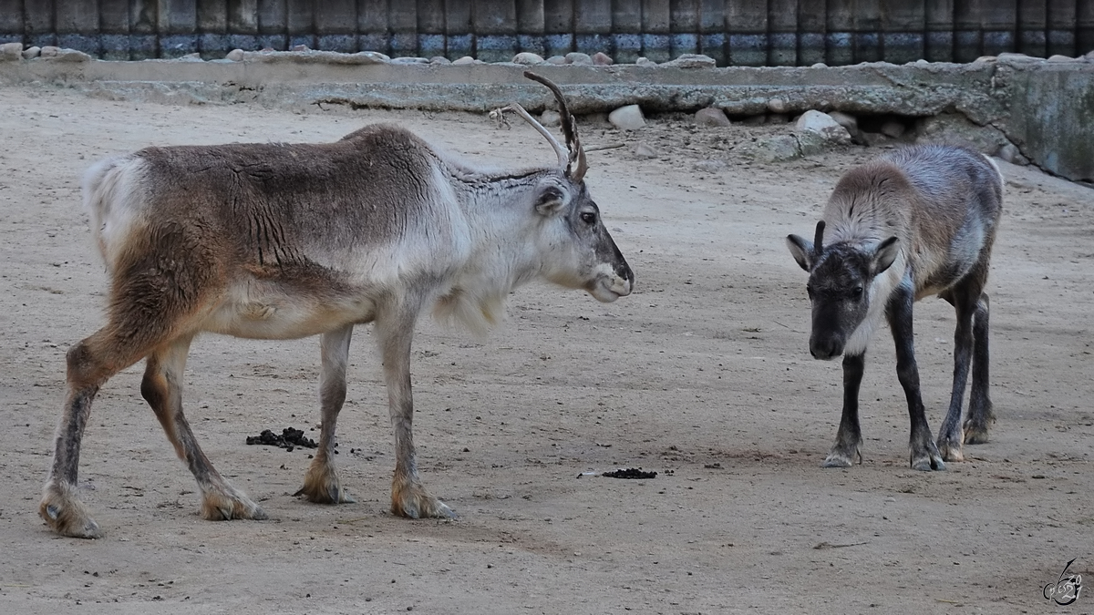 Mitte Dezember 2010 waren im Zoo Madrid diese beiden Rentiere zu sehen.