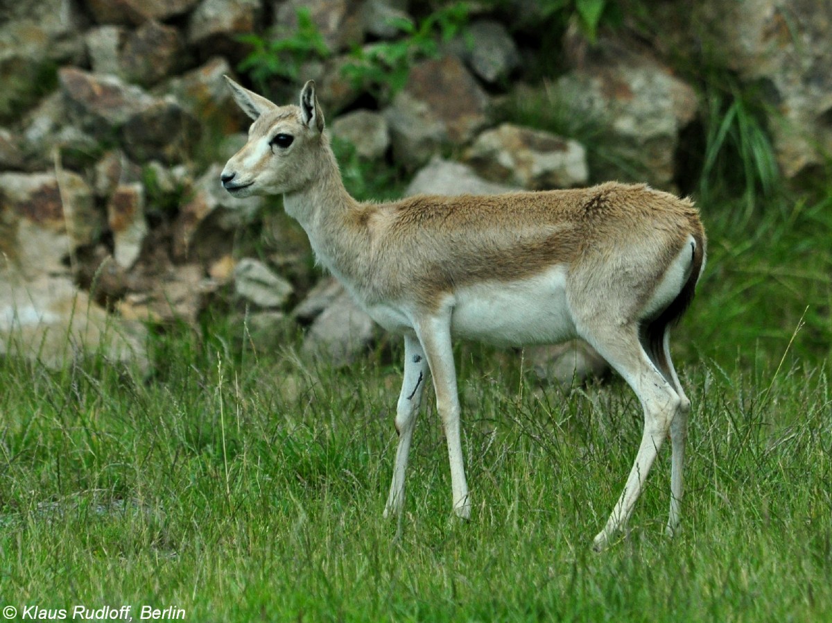 Mittelasiatische Kropfgazelle (Gazella subgutturosa subgutturosa). Weibchen im Zoo und Botanischen Garten Pilsen (Plzen, Juni 2015).