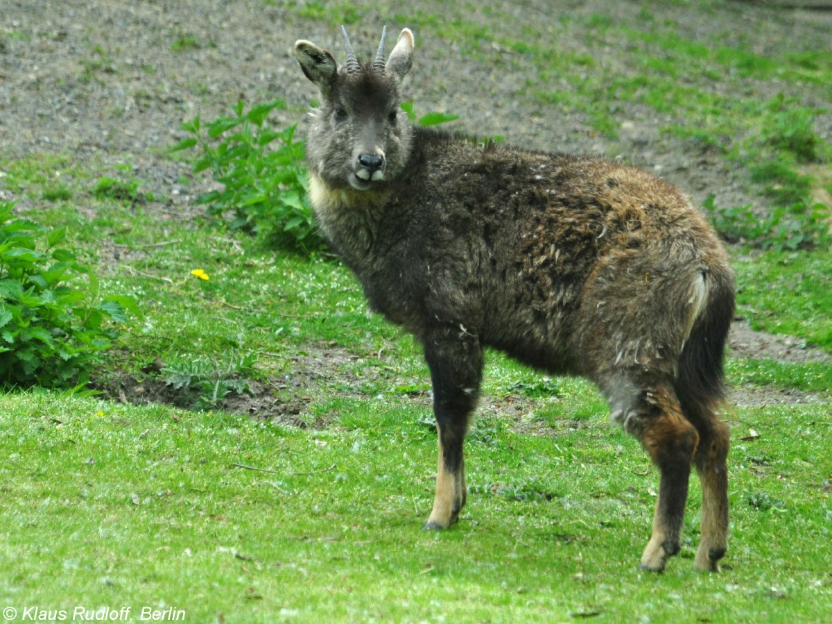 Mittelchinesicher Goral (Nemorhaedus goral arnouxianus) im Tierpark Berlin