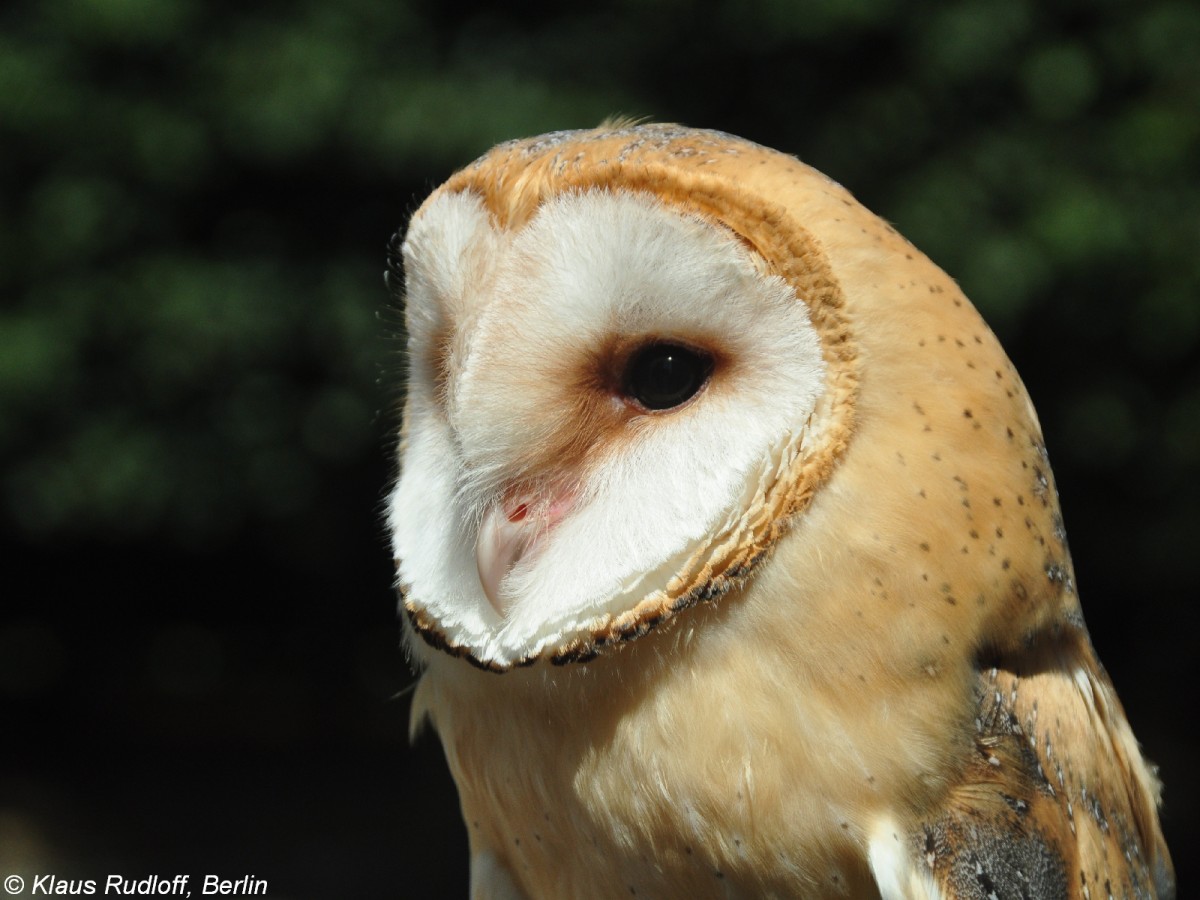 Mitteleuropische Schleiereule (Tyto alba guttata) im Tierpark Berlin (Juli 2015).