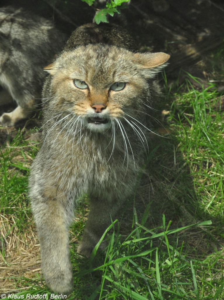 Mitteleuropische Wildkatze (Felis silvestris silvestris. Weibchen im Zoo Hluboka /Tschechien