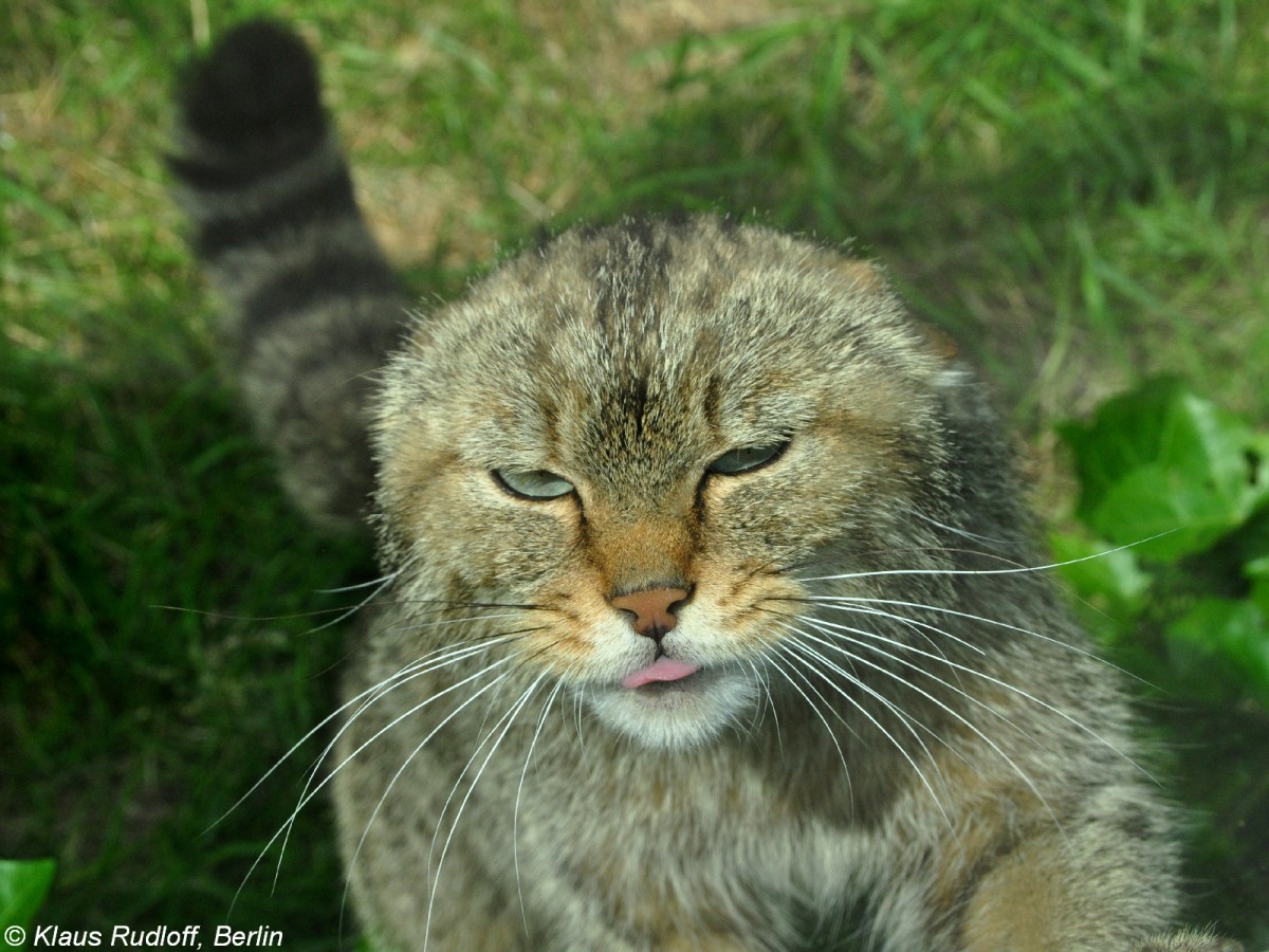 Mitteleuropische Wildkatze (Felis silvestris silvestris. Weibchen im Zoo Hluboka /Tschechien