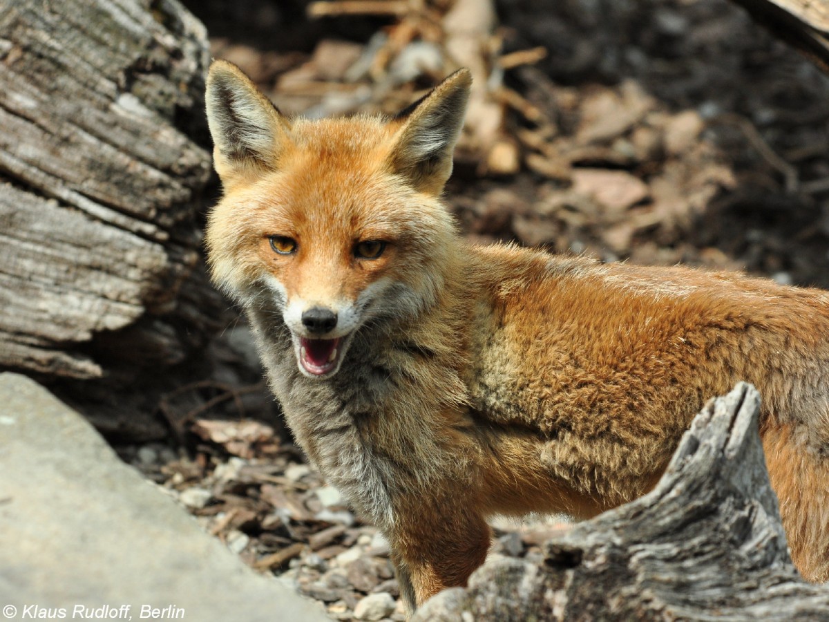 Mitteleuropischer Rotfuchs (Vulpes vulpes crucigera) im Zoo Hluboka/ Tschechien.