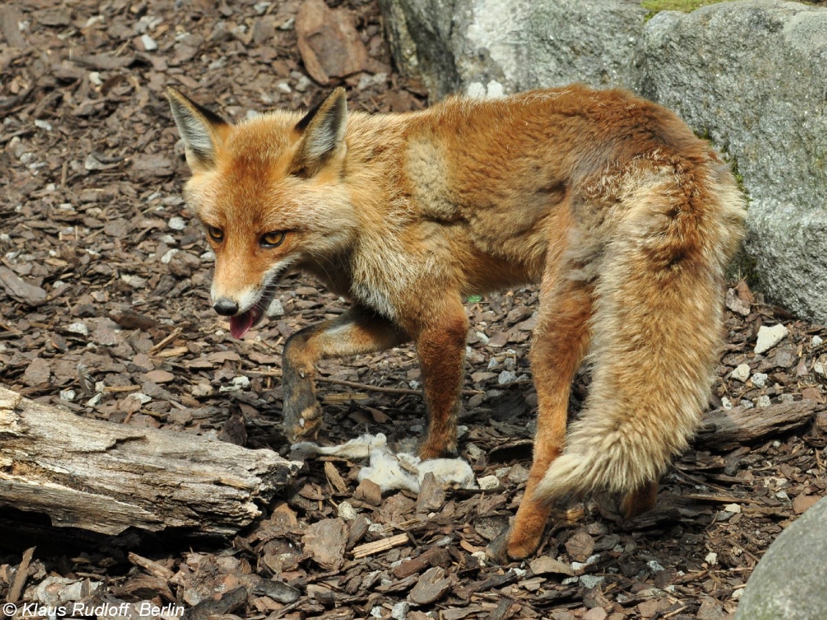 Mitteleuropischer Rotfuchs (Vulpes vulpes crucigera) im Zoo Hluboka/ Tschechien.