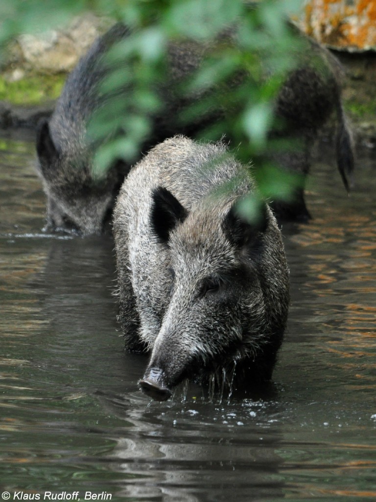Mitteleuropisches Wildschwein (Sus scrofa scrofa) im Tierpark Cottbus (August 2015).