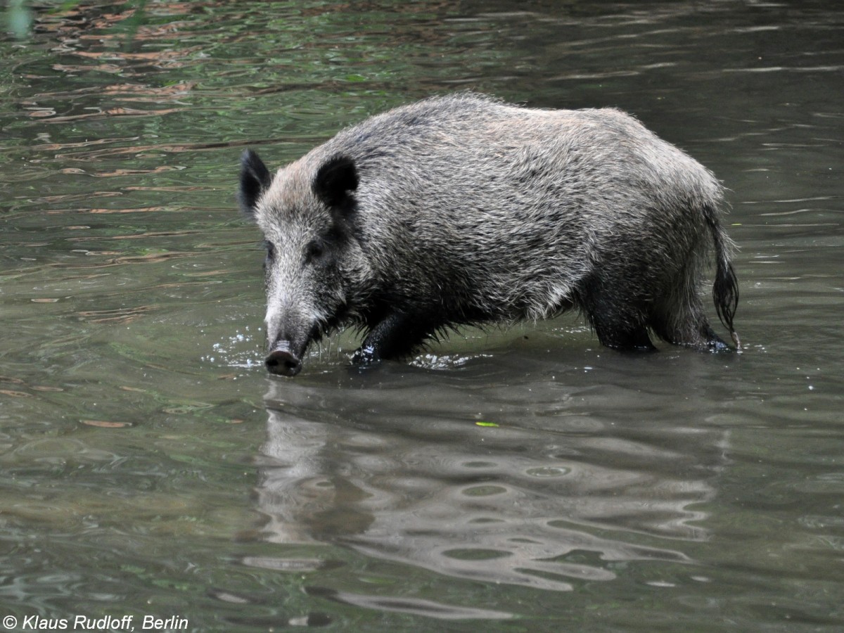 Mitteleuropisches Wildschwein (Sus scrofa scrofa) im Tierpark Cottbus (August 2015).